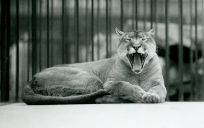 A Mountain Lion yawning at London Zoo, 1928 by Frederick William Bond